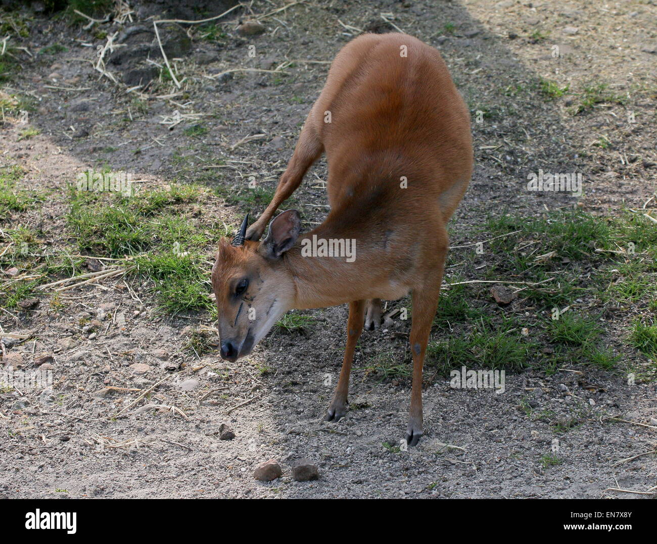 Small African Red forest duiker or Natal duiker antelope (Cephalophus natalensis) with an itch scratching his head with hind leg Stock Photo
