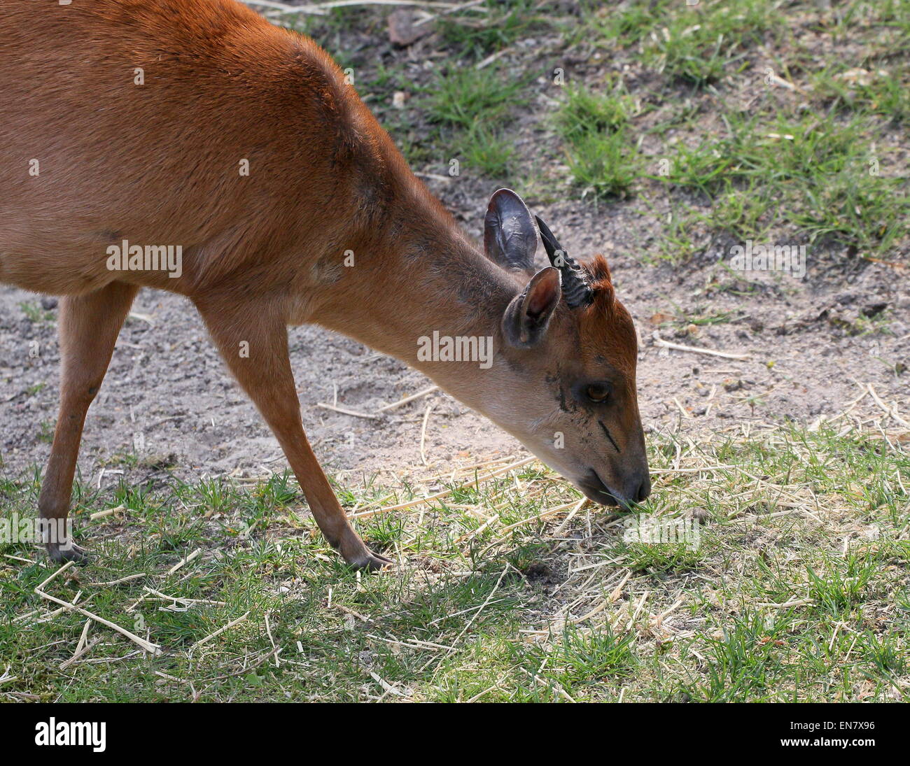 African Red forest duiker or Natal duiker antelope (Cephalophus natalensis), closeup while grazing Stock Photo