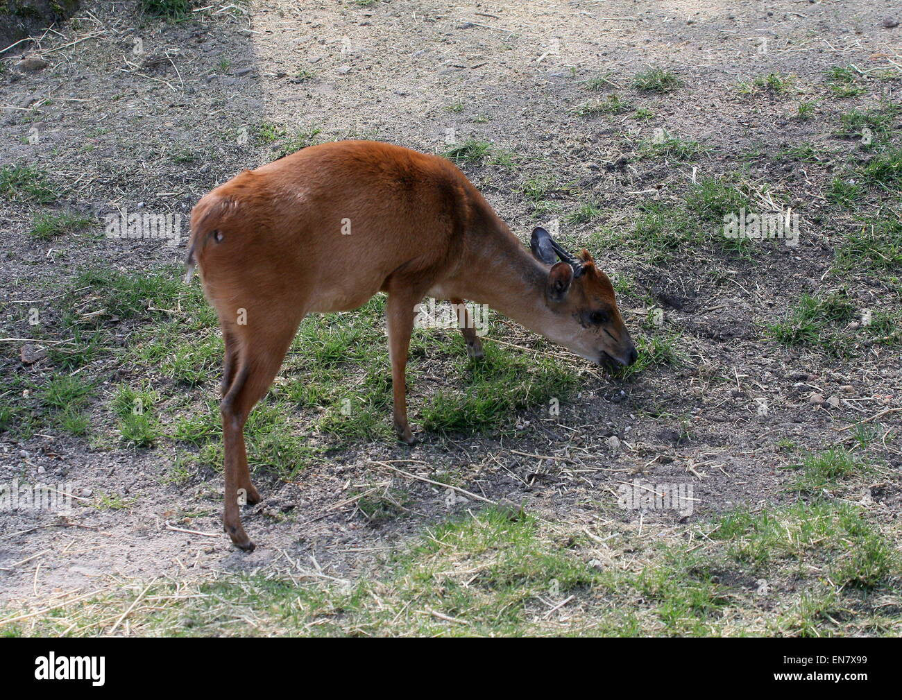 Southeast African Red forest duiker or Natal duiker antelope (Cephalophus natalensis) grazing Stock Photo