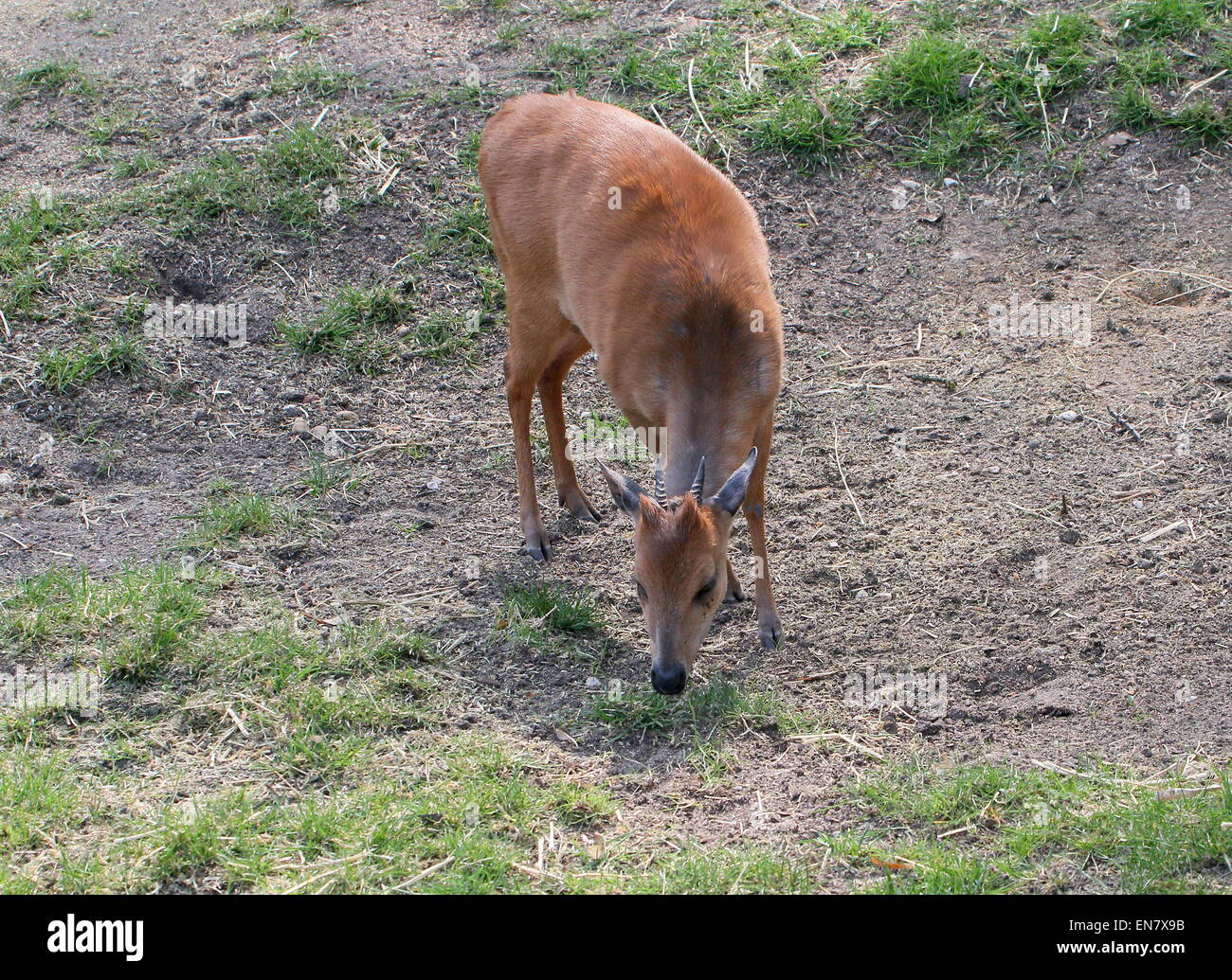 Red forest duiker or Natal duiker antelope (Cephalophus natalensis) Stock Photo