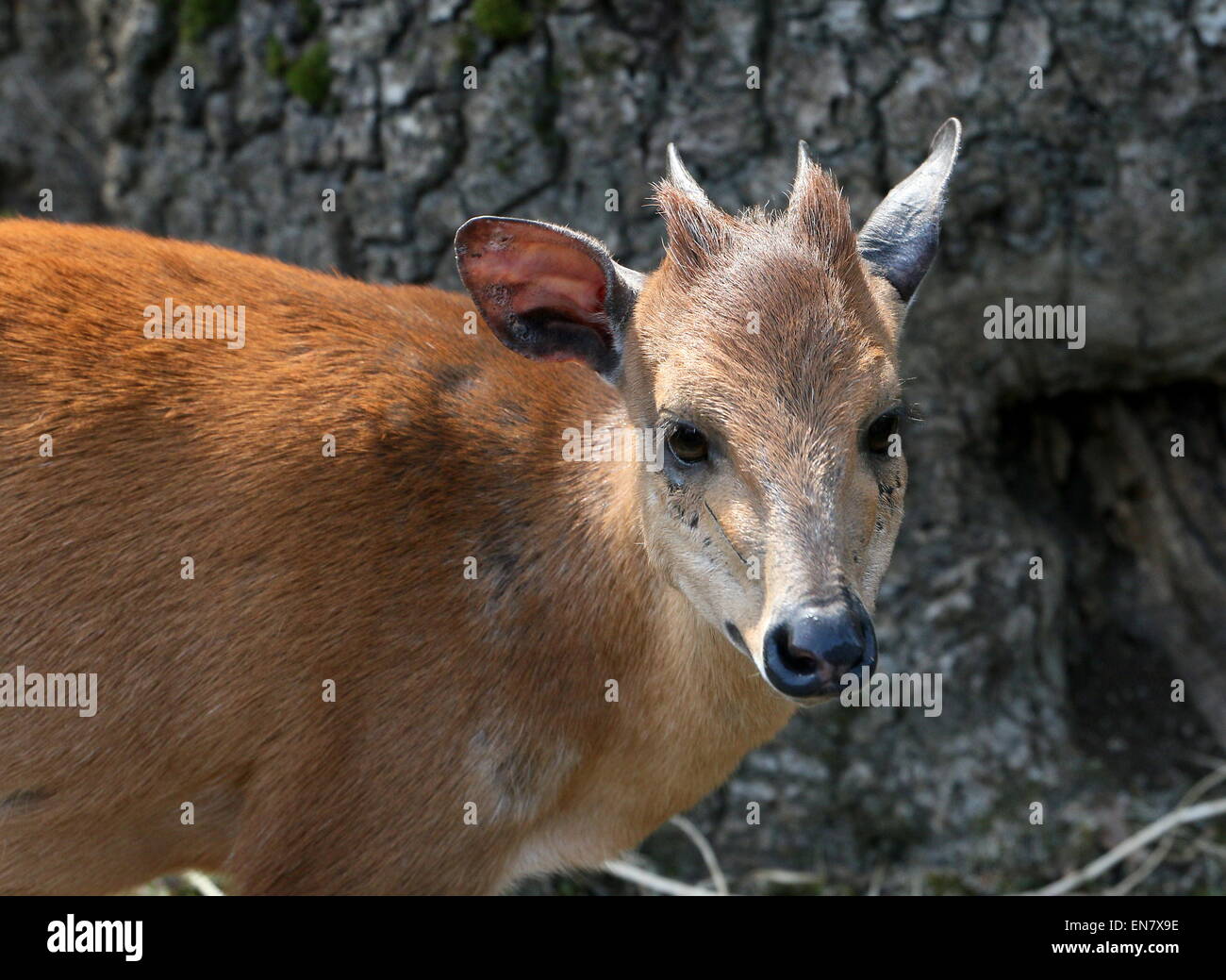 Portrait of a female Red forest duiker or Natal duiker antelope (Cephalophus natalensis) Stock Photo