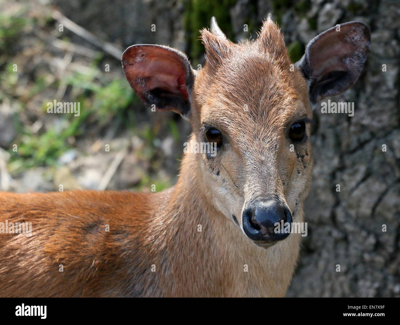Red forest duiker or Natal duiker antelope (Cephalophus natalensis) Stock Photo