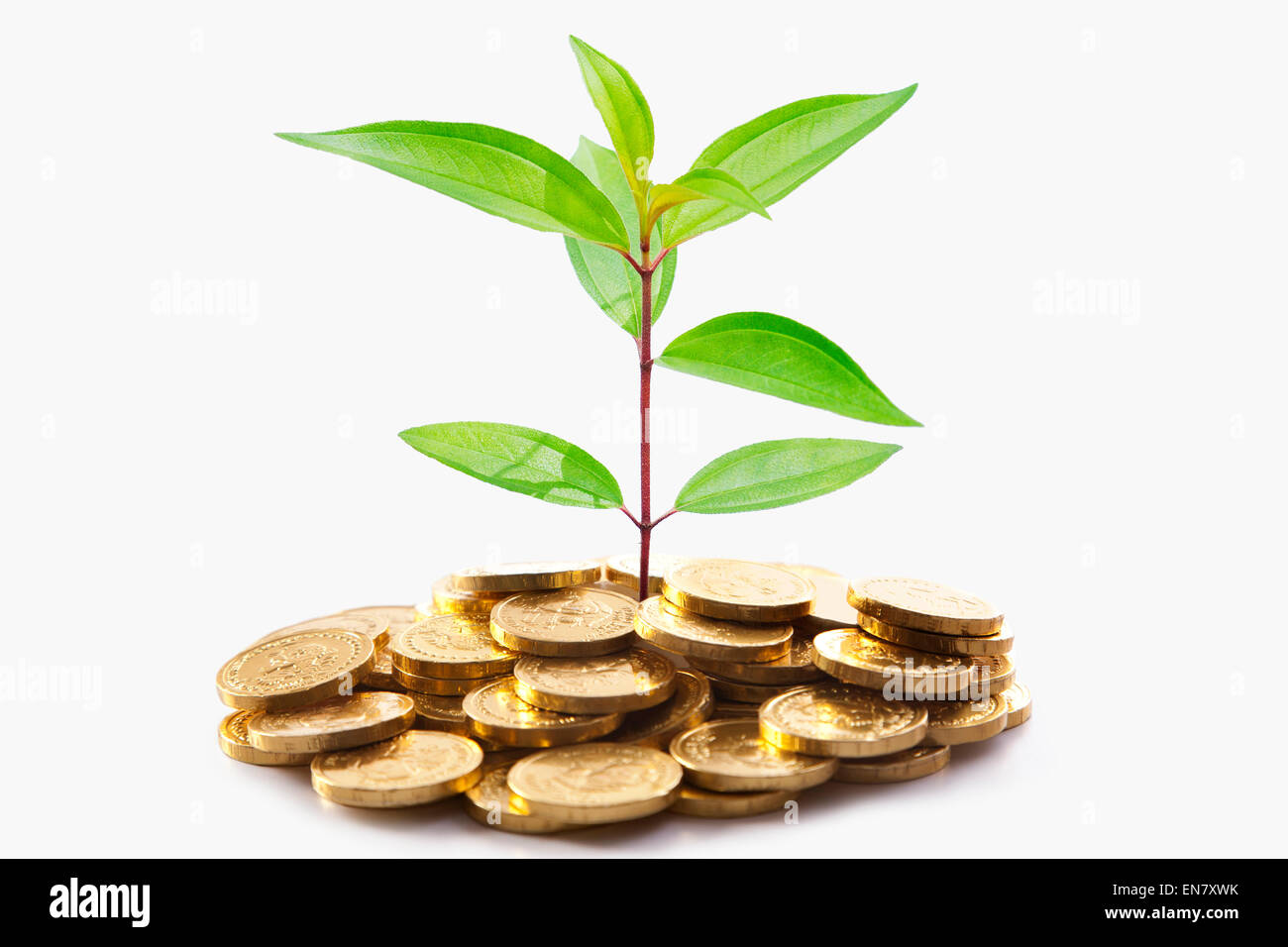 Money tree plant india hi-res stock photography and images - Alamy