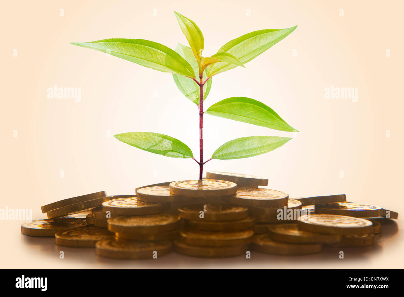 Green plant shoot growing from gold coins Stock Photo