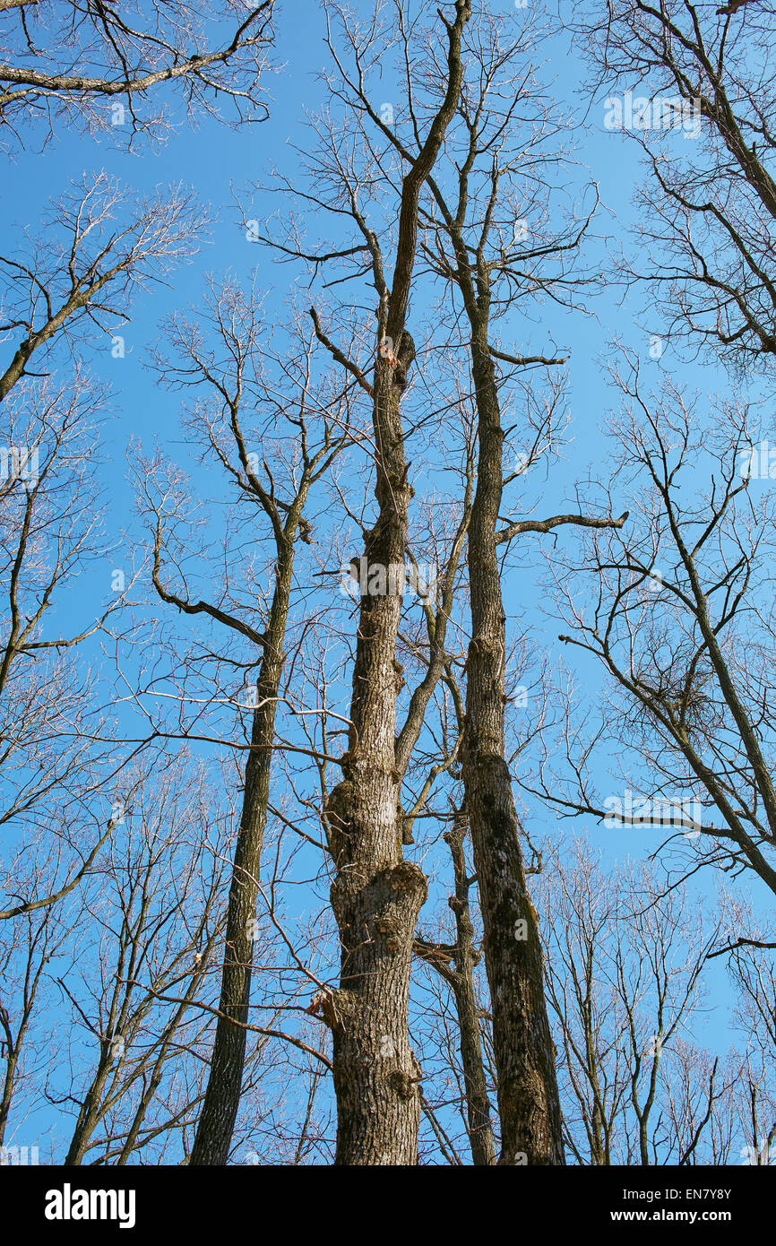 Oak tree branches against the blue sky in a spring day Stock Photo - Alamy