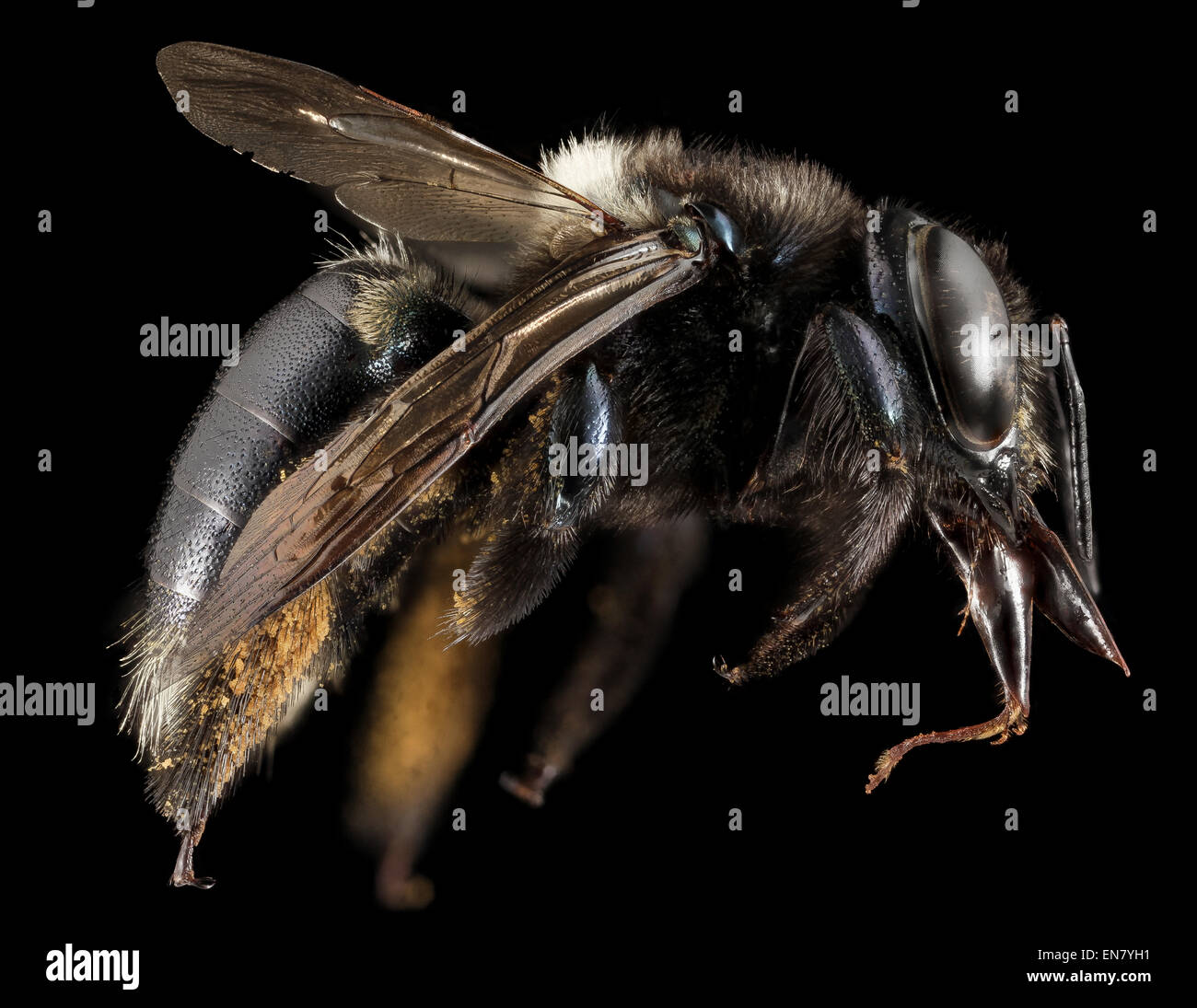 Xylocopa micans, F, Side, GA, Baker County 2015-02-03-16.28.17 ZS PMax Stock Photo