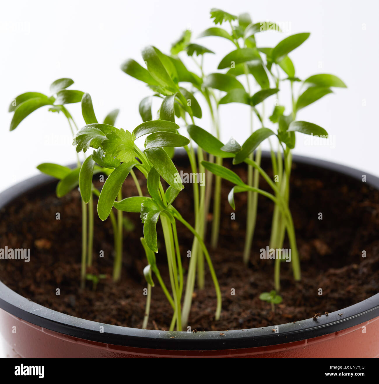 Young Cilantro Plant