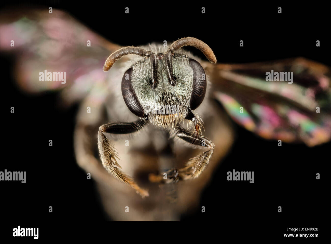 Lasioglossum simplex, F, face, raleigh, nc 2015-03-06-16.40.02 ZS PMax Stock Photo