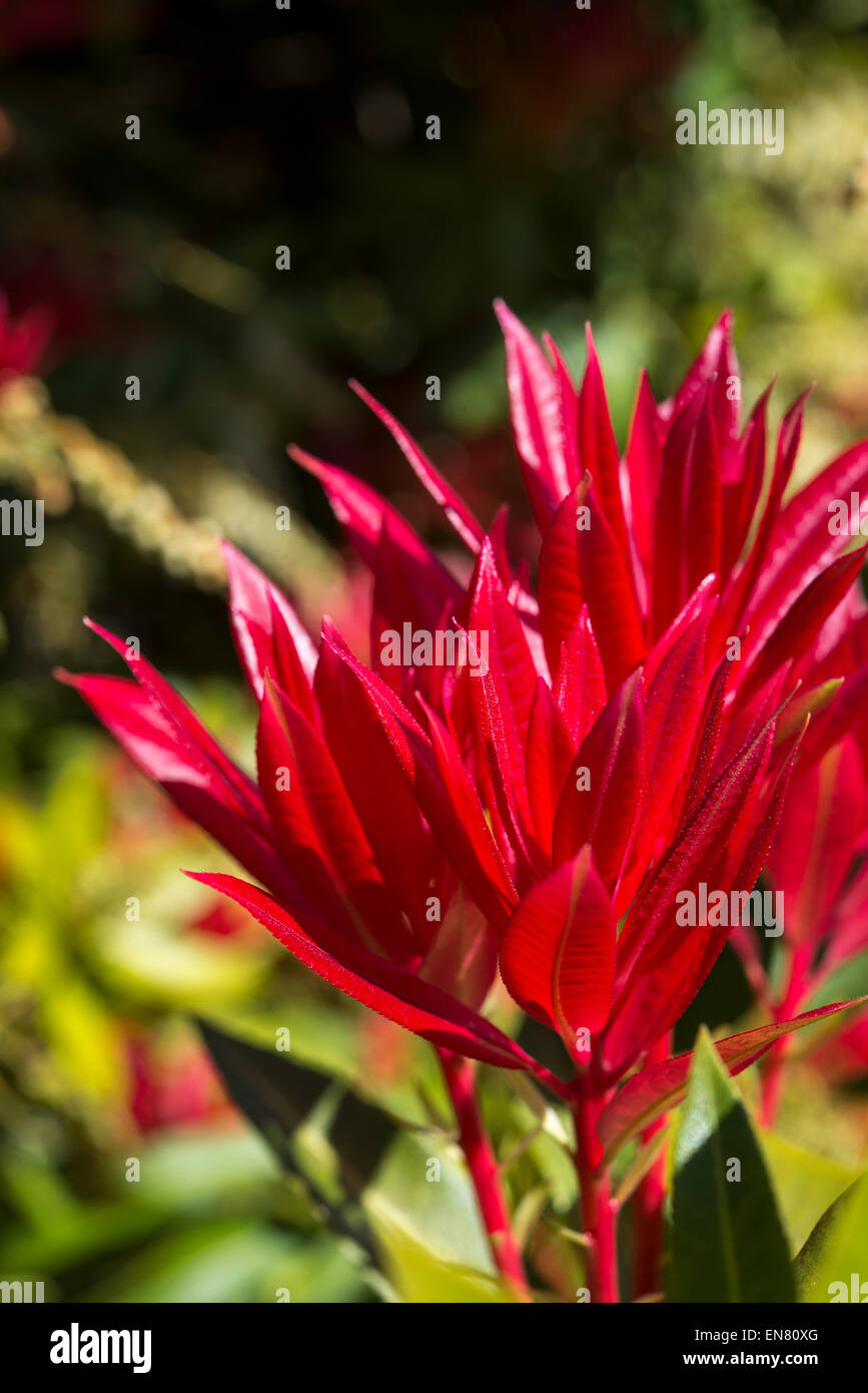 Vivid red shoots of a Pieris Japonica shrub in spring sunshine. Stock Photo