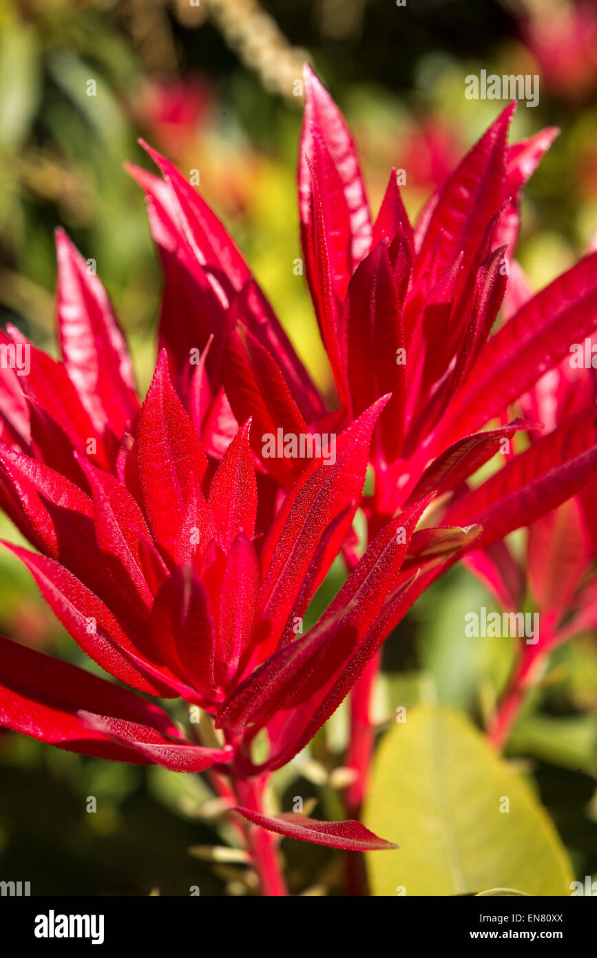 Vivid red shoots of a Pieris Japonica shrub in spring sunshine. Stock Photo