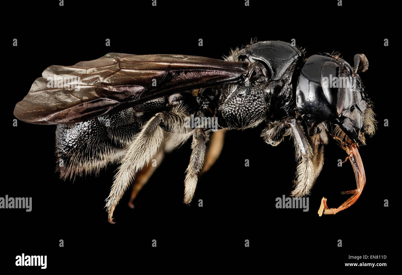 Costa Rican Bee A side view of a Ceratina species bee from Puntarenas, Costa Rica. This ...