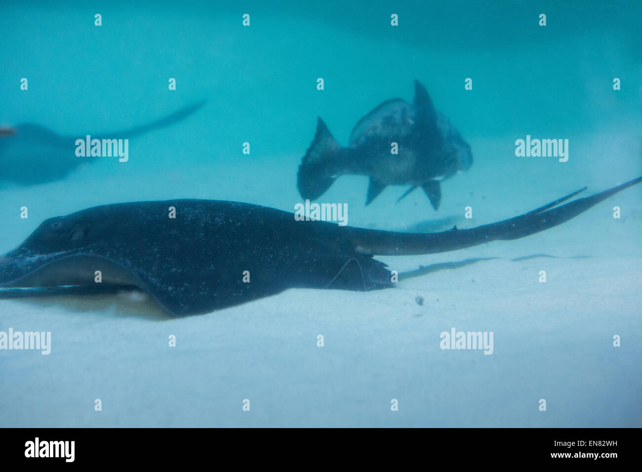 Manta ray swimming with fish Stock Photo Alamy