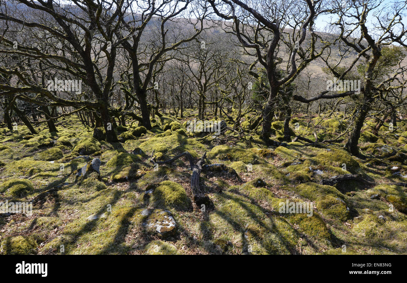 Black a Tor Copse on Dartmoor National Park. High altitude oak woodland on West Okement River. Granite  rocks, lichens & mosses. Stock Photo