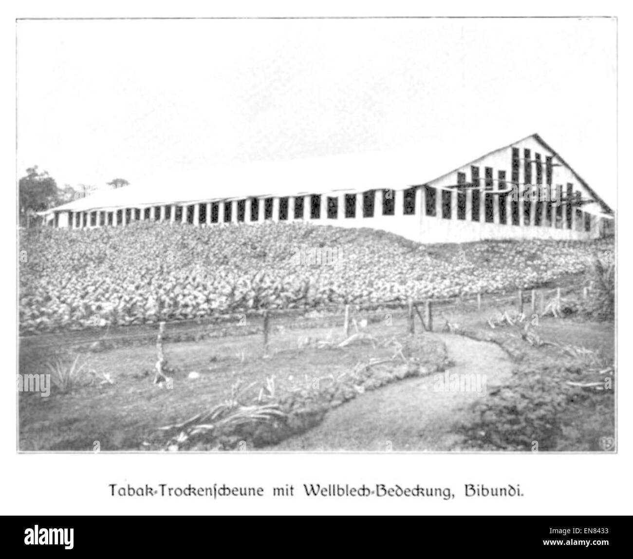 WOHLTMANN(1904) p025 Taback-Trockenscheune mit Wellblech-Bedeckung, Bibundi Stock Photo