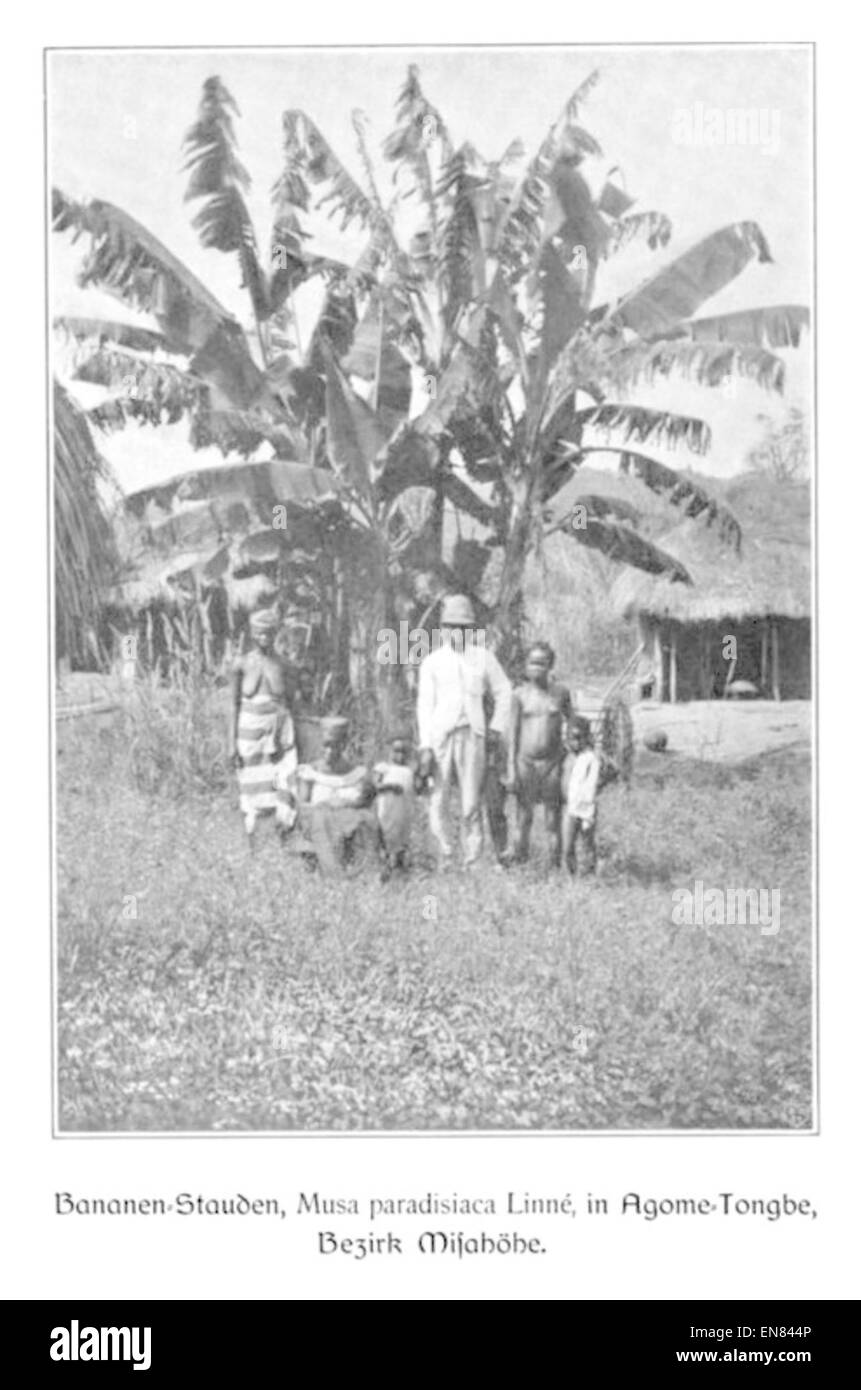 WOHLTMANN(1904) p059 Bananenstauden in Agome-Tongbe, Bezirk MisahC3B6he Stock Photo
