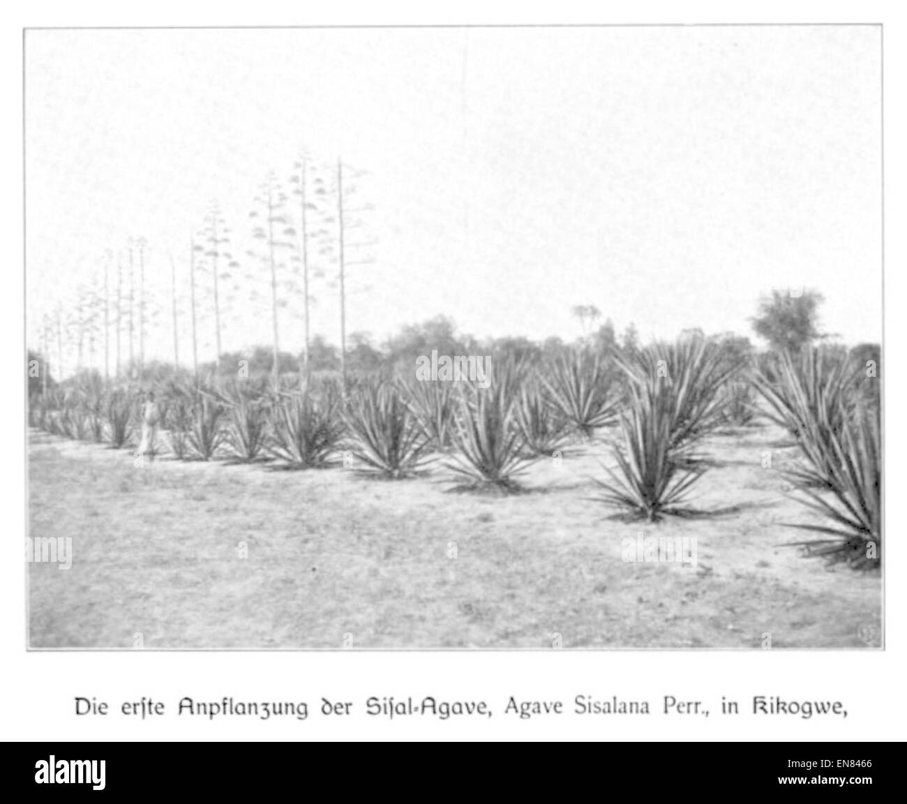 WOHLTMANN(1904) p087 Erste Anpflanzung der Sisal-Agave, in Kikokwe, Bezirk Pangani Stock Photo