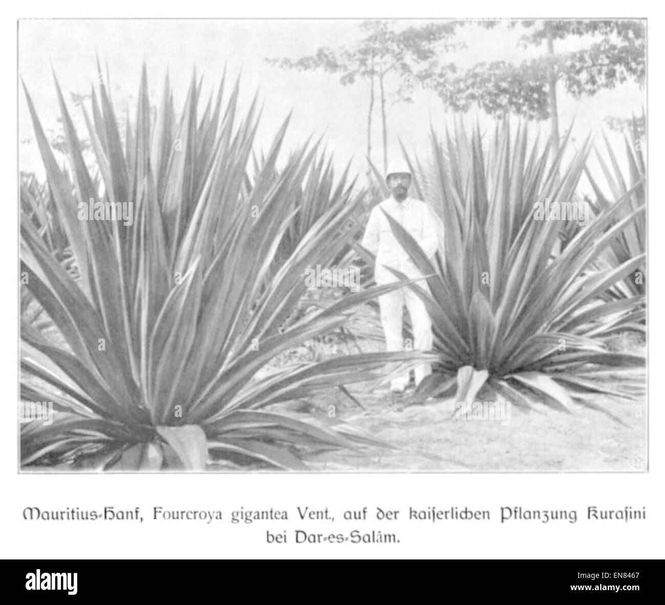 WOHLTMANN(1904) p088 Mauritius-Hanf auf der Kaiserlichen Pflanzung Kurasini bei Dar-es-Salam Stock Photo