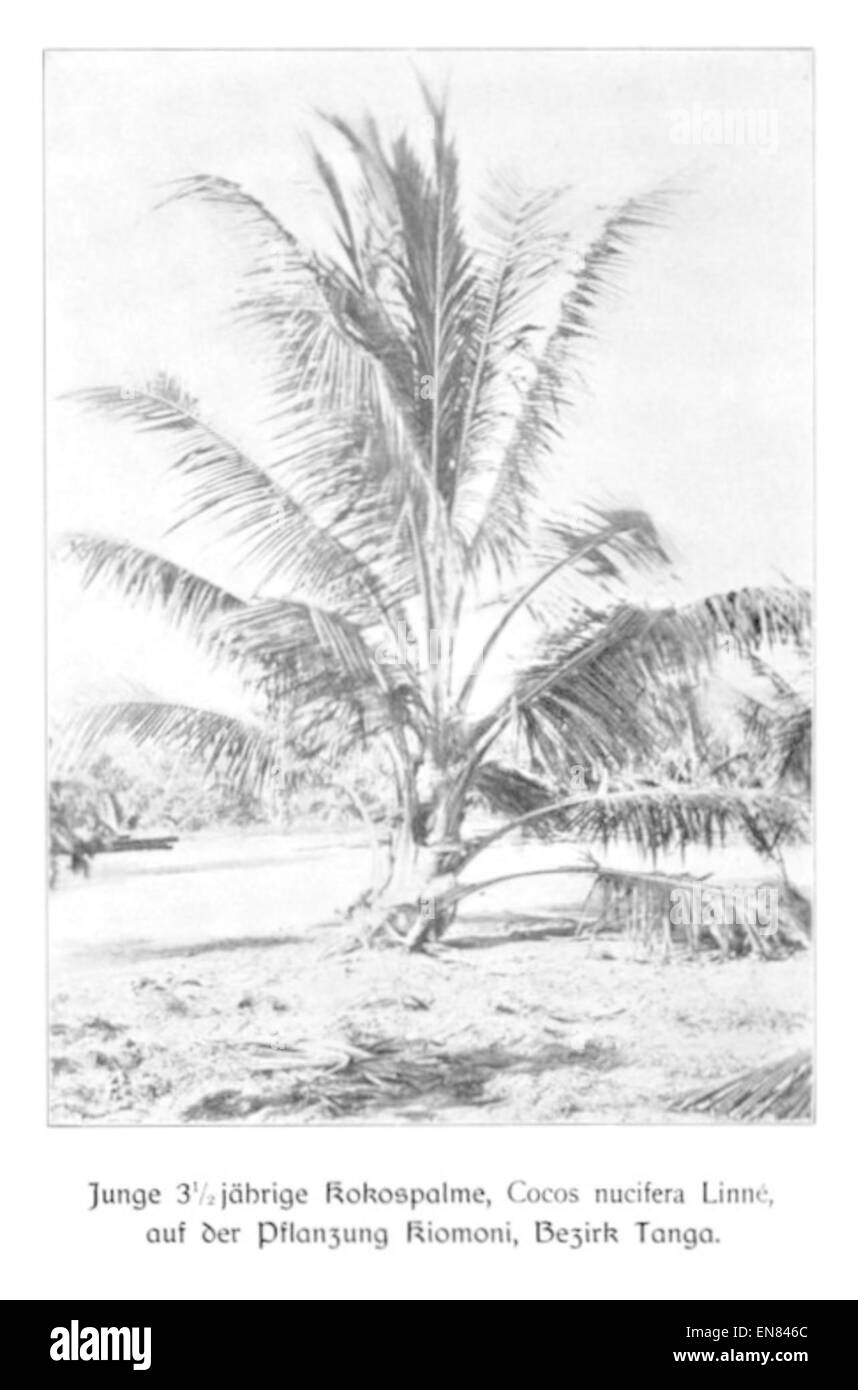 WOHLTMANN(1904) p090 - 3,5-jC3A4hrige Kokospalme auf der Pflanzung Kiomoni, Bezirk Tanga Stock Photo