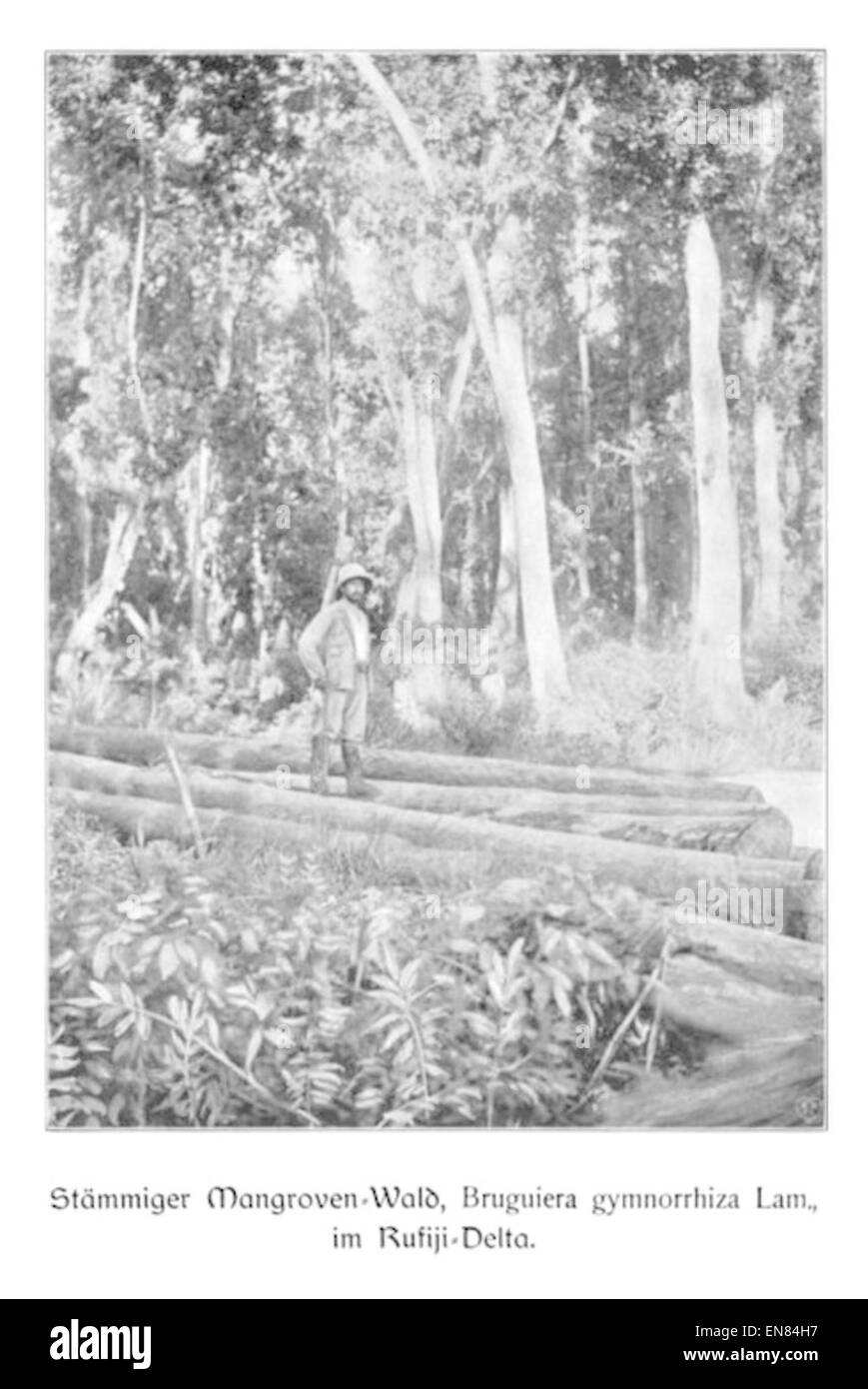 WOHLTMANN(1904) p093 StC3A4mmiger Mangrovenwald im Rufiji-Delta Stock Photo