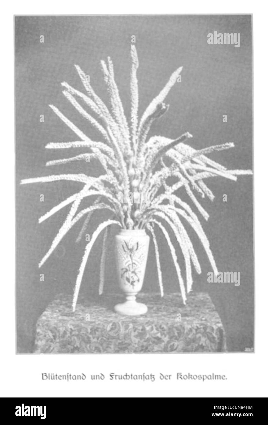 WOHLTMANN(1904) p101 BlC3BCtenstand und Fruchtansatz der Kokospalme Stock Photo