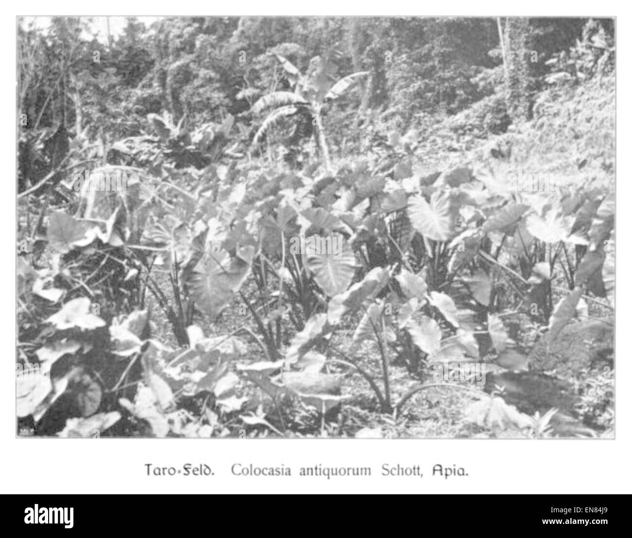 WOHLTMANN(1904) p114 Taro-Feld bei Apia Stock Photo