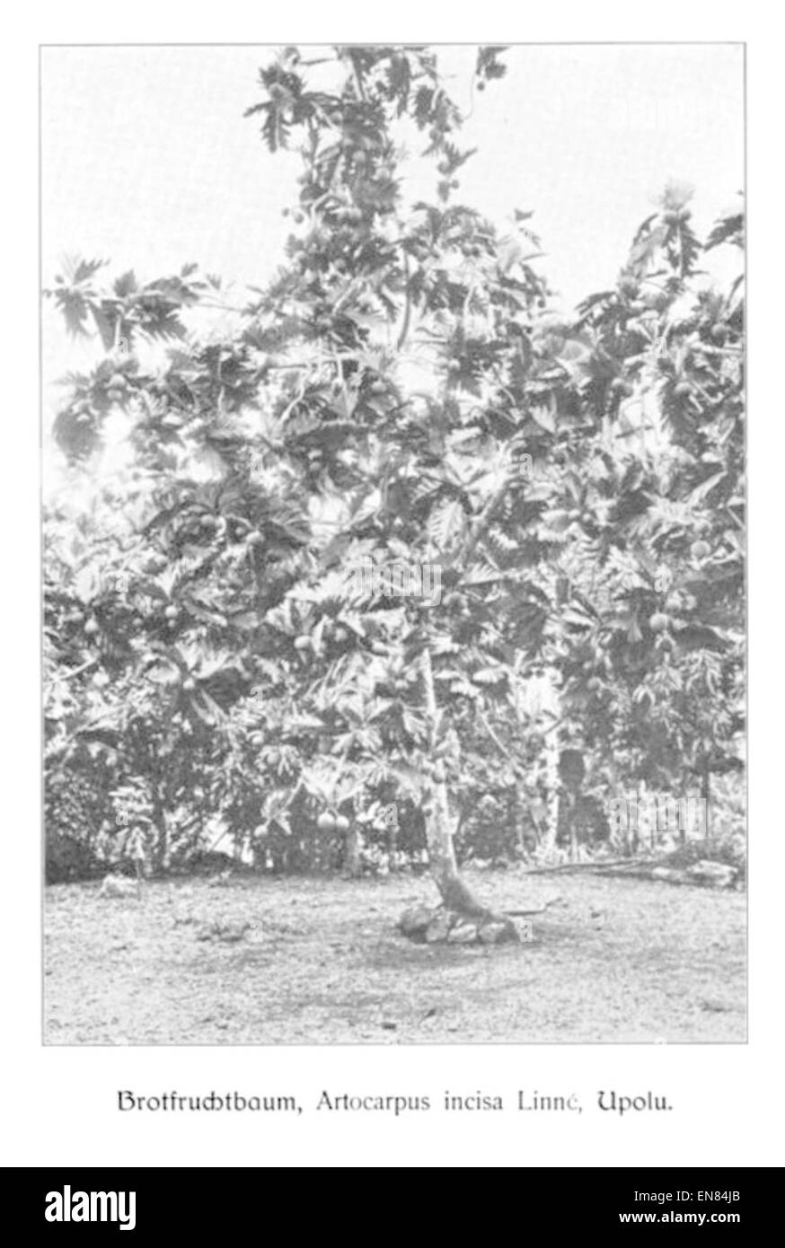 WOHLTMANN(1904) p115 Brotfruchtbaum, Bezirk Apia Stock Photo