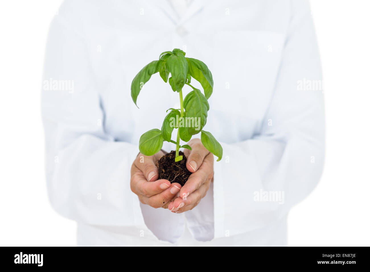 Scientist holding basil plant Stock Photo