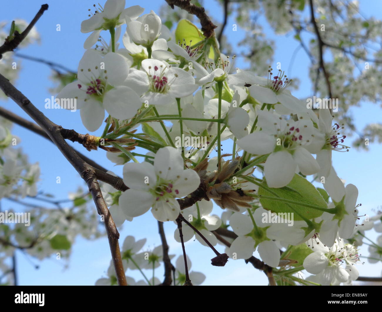 White cherry blossoms hi-res stock photography and images - Alamy