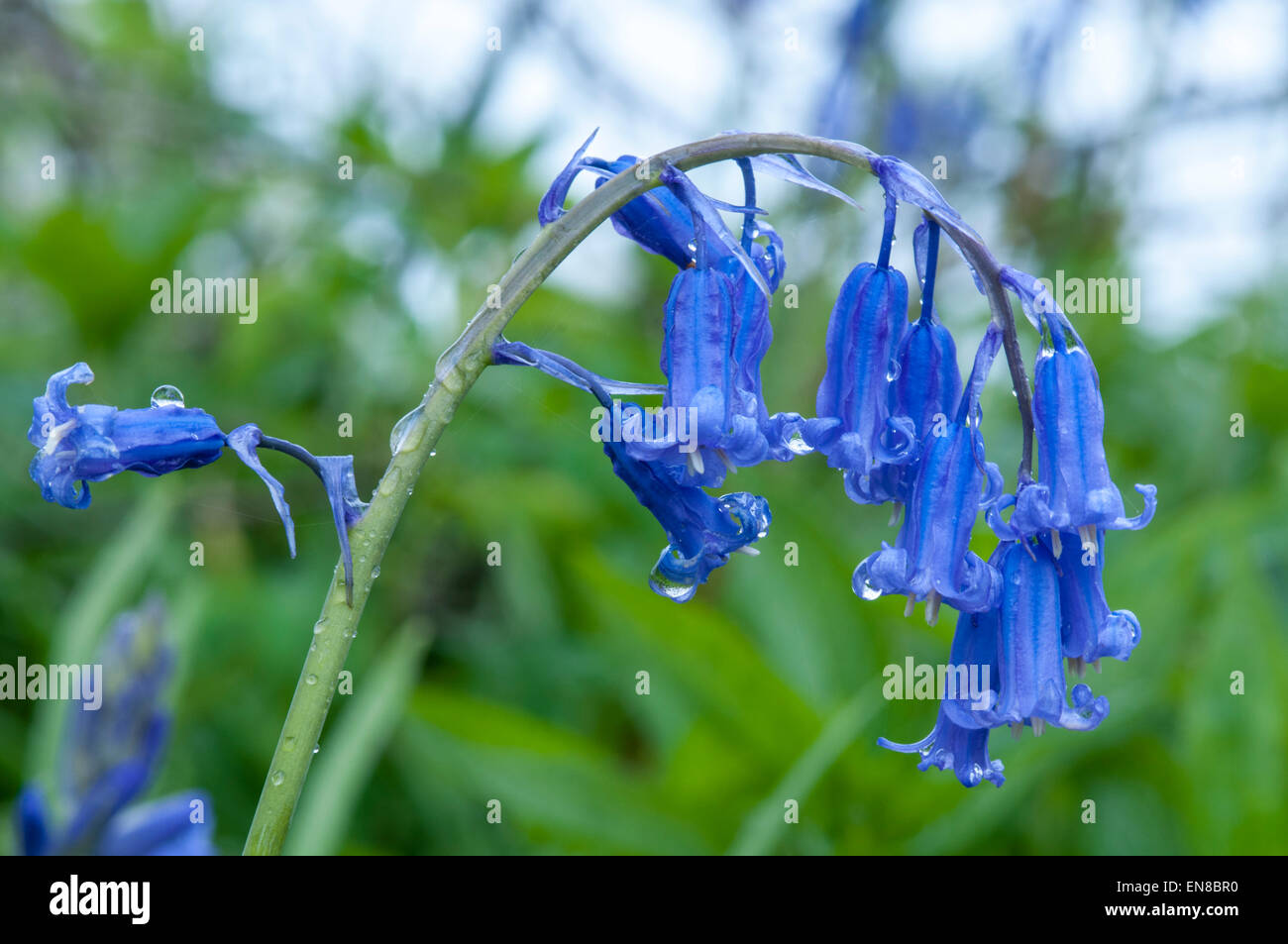 Bluebells in Plumpton covered with raindrops Stock Photo
