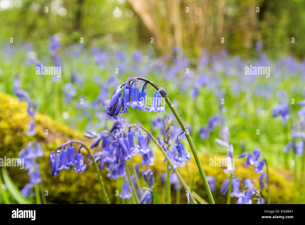 Bluebells in Plumpton Wood, an ancient woodland, in East Sussex Stock Photo