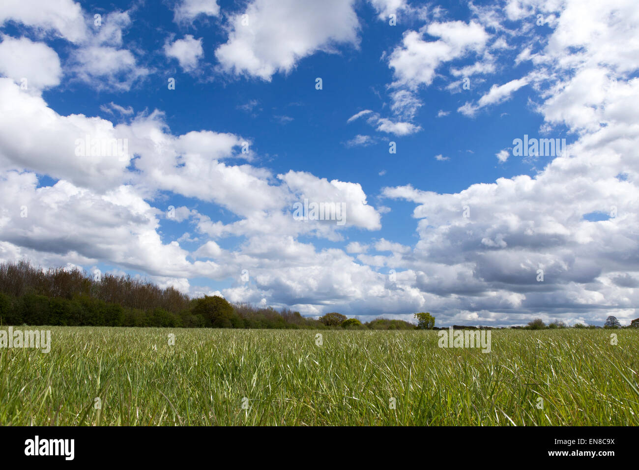 green grass under a blue and cloudy sky Stock Photo - Alamy