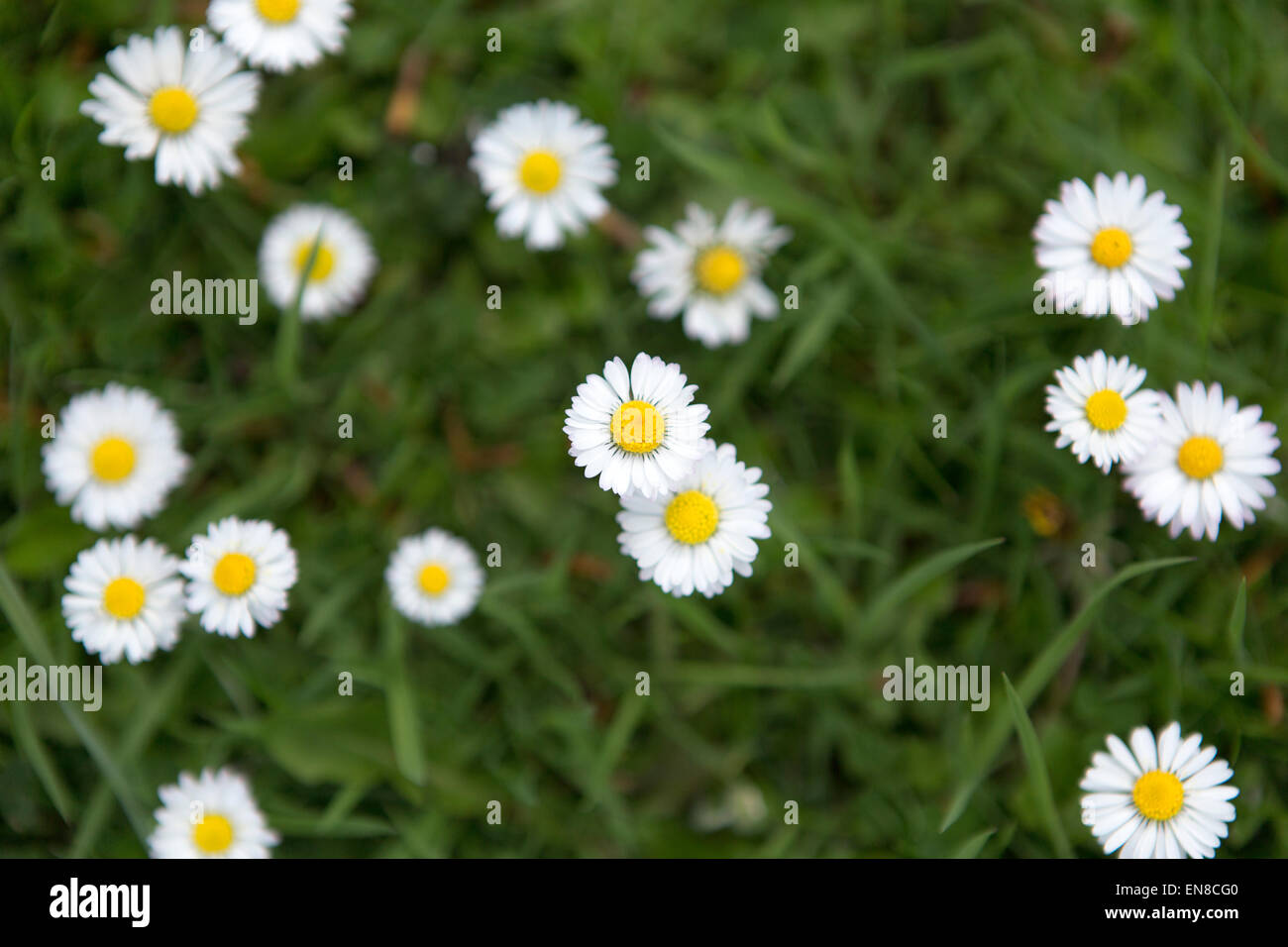 daisies Stock Photo