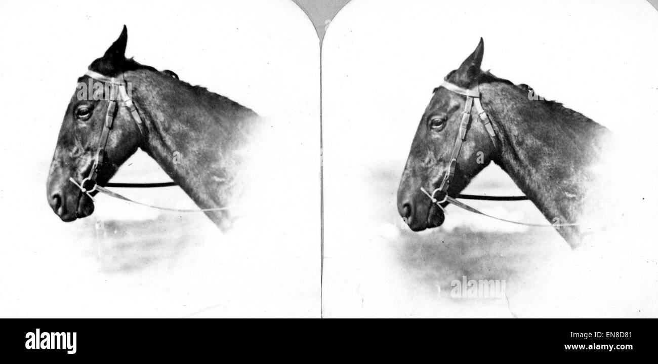 Turnbull's horsend (Stereoscopic view similar to Jackson, WH 1128) Stock Photo