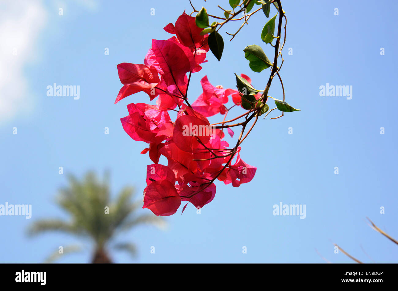Pink bourganvillia blooms with a blue sky and a palm tree behind Stock Photo