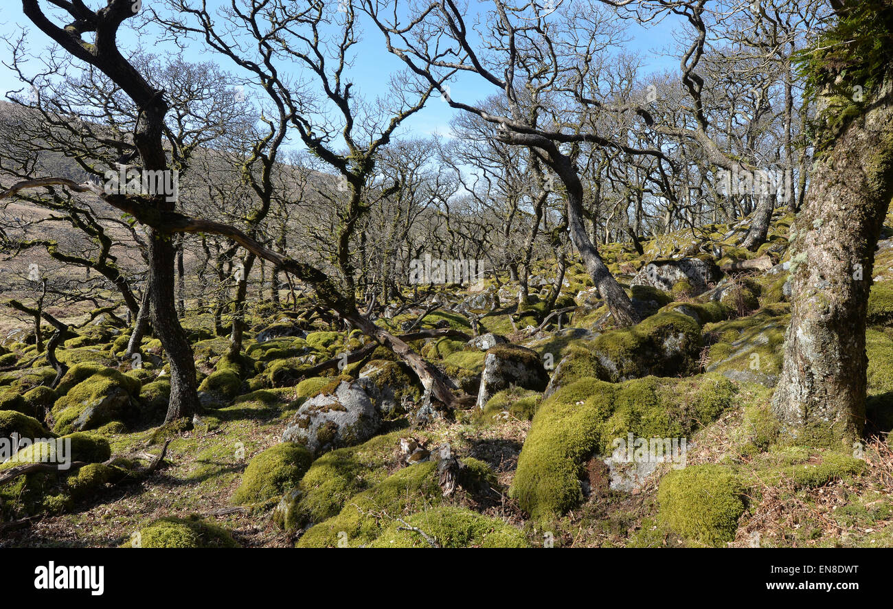 Black a Tor Copse on Dartmoor National Park. High altitude oak woodland on West Okement River. Granite  rocks, lichens & mosses. Stock Photo