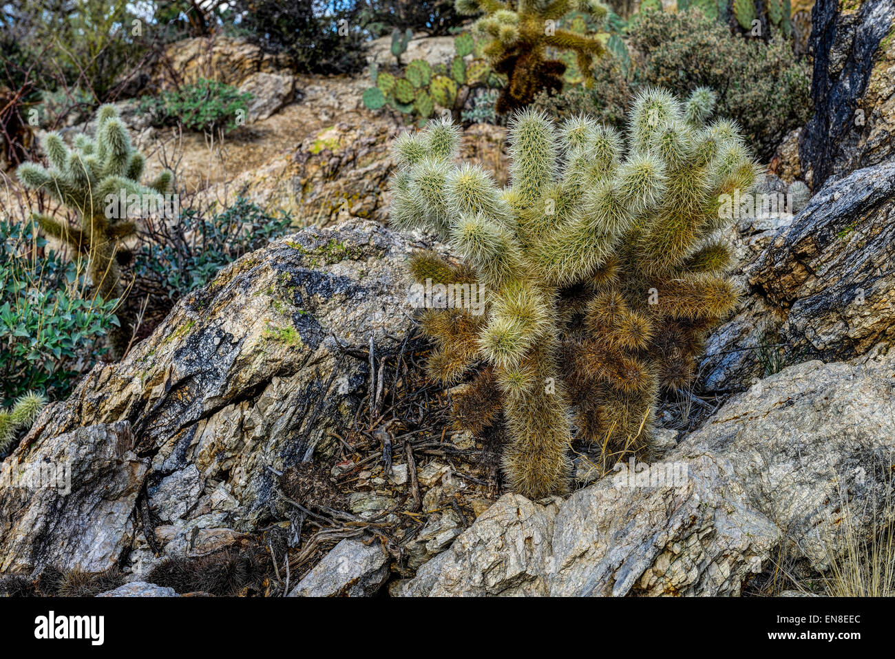 teddybear cholla cactus at saguaro national park, az Stock Photo