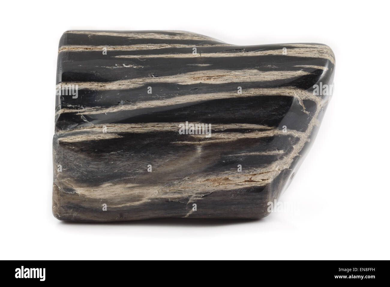 An ancient piece of petrified wood in black and white. The texture shows the structure of the tree. Stock Photo