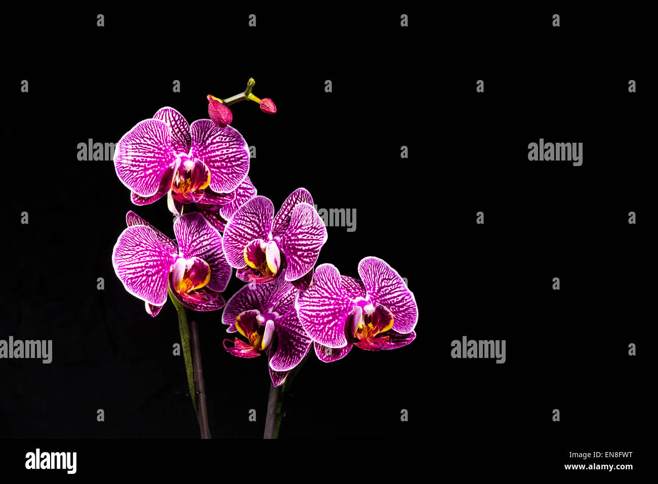 Studio shot of Orchid plant on black background - Macro shot Stock Photo