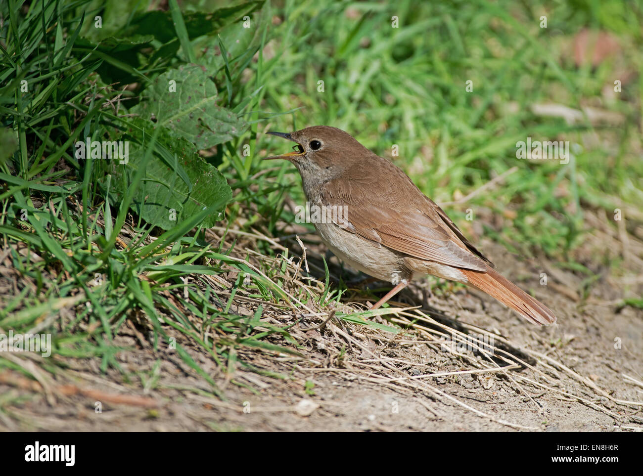 Insects spring hi-res stock photography and images - Alamy