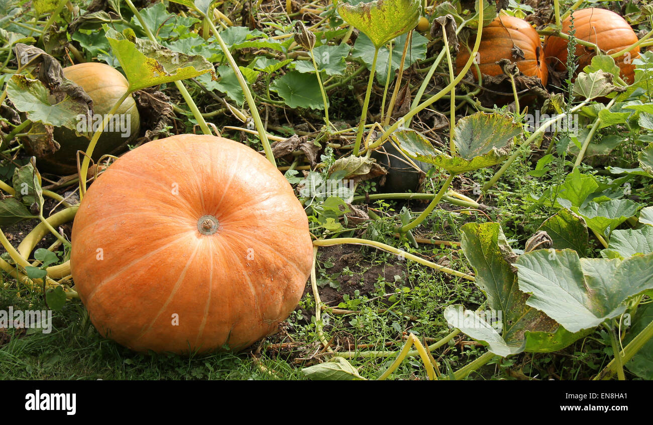 Orange Pumpkins Growing in a Vegetable Garden Stock Photo - Alamy