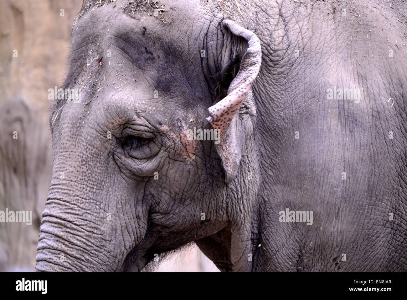 Elephant Stock Photo