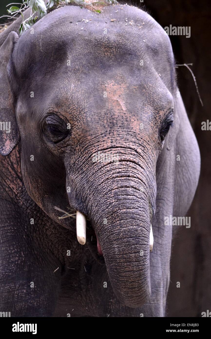 Big elephant big front hires stock photography and images Alamy