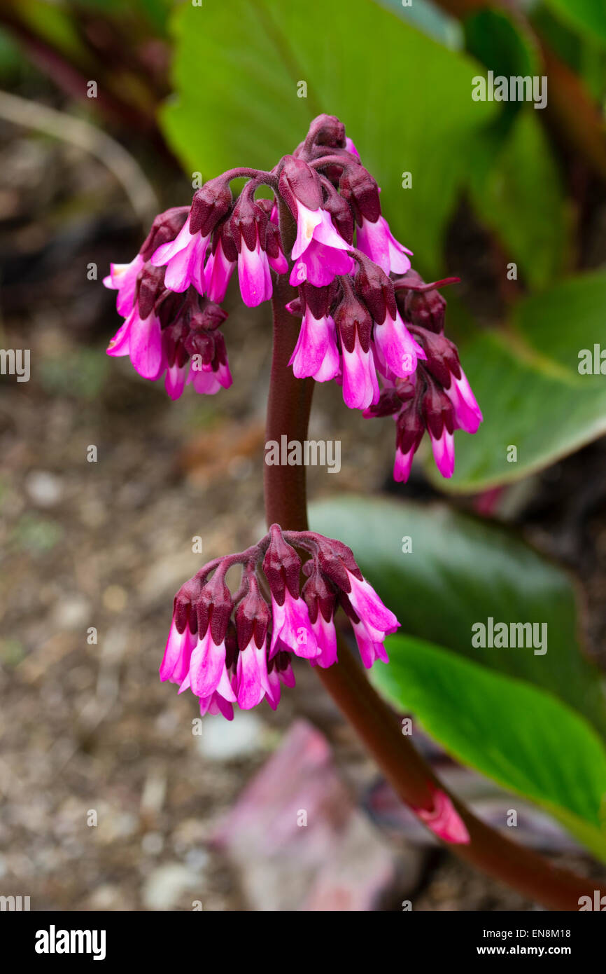Spring flowers of the large leaved evergreen perennial, Bergenia 'Eric's Best' Stock Photo