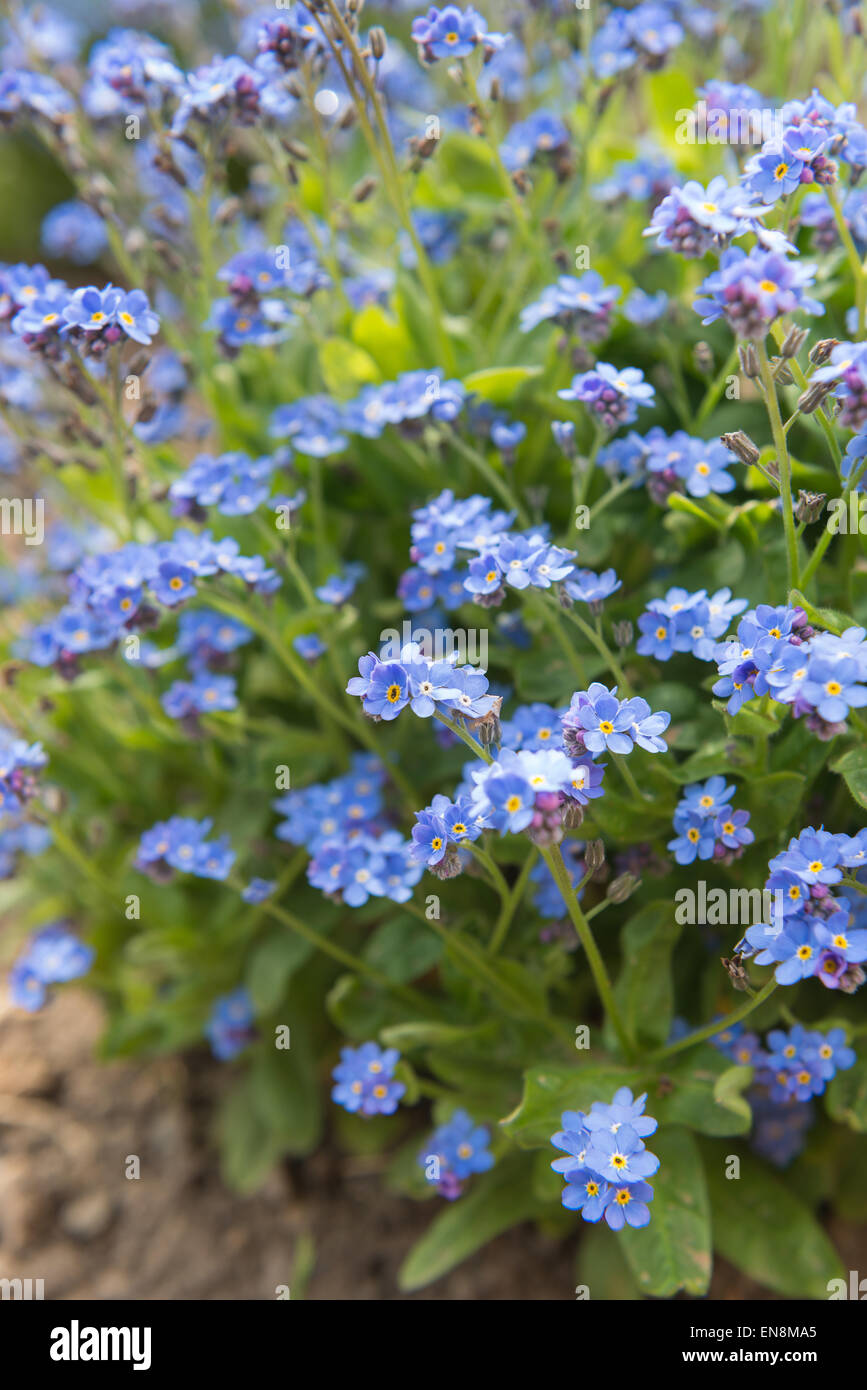 bunch of blooms of rich pastel blue forget-me-not flower against a sea of flowers as background cultivated Stock Photo