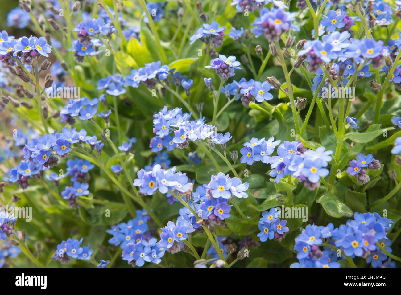 bunch of blooms of rich pastel blue forget-me-not flower against a sea of flowers as background cultivated Stock Photo
