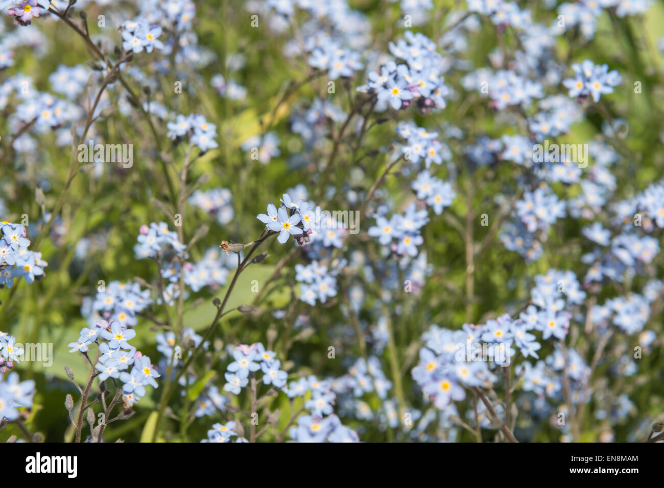 single bunch of blooms of forget-me-not flowers against a sea of flowers as background Stock Photo