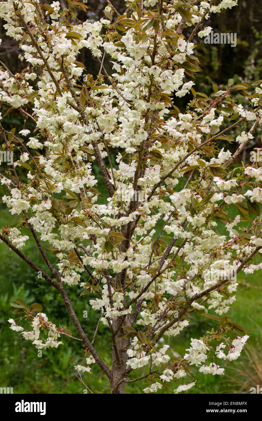 Spring blooms of the flowering cherry, Prunus 'Ukon' Stock Photo