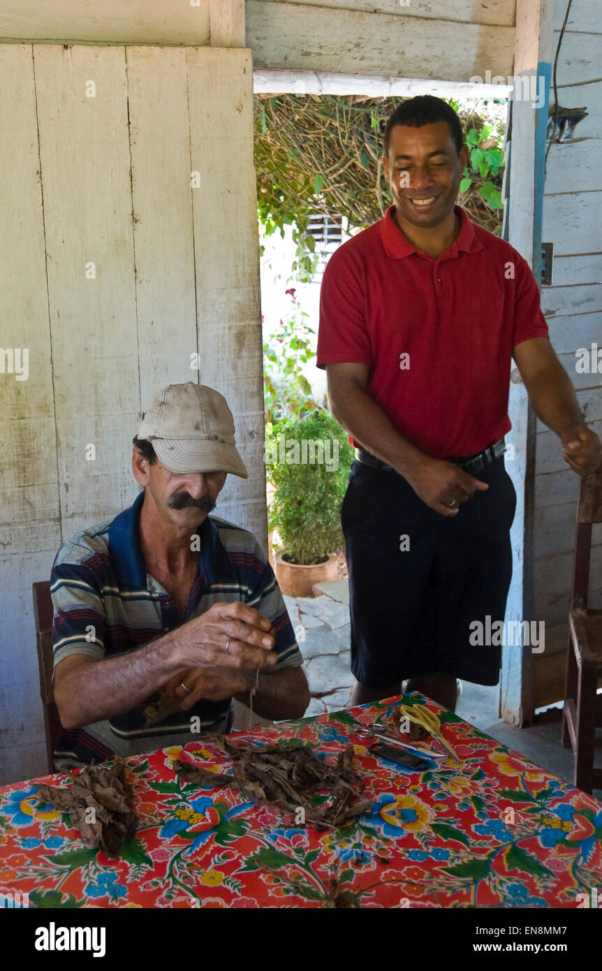 Vertical portrait of a farmer demonstrating cigar rolling. Stock Photo
