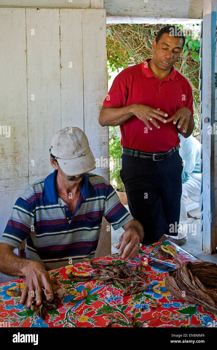 Vertical portrait of a farmer demonstrating cigar rolling. Stock Photo