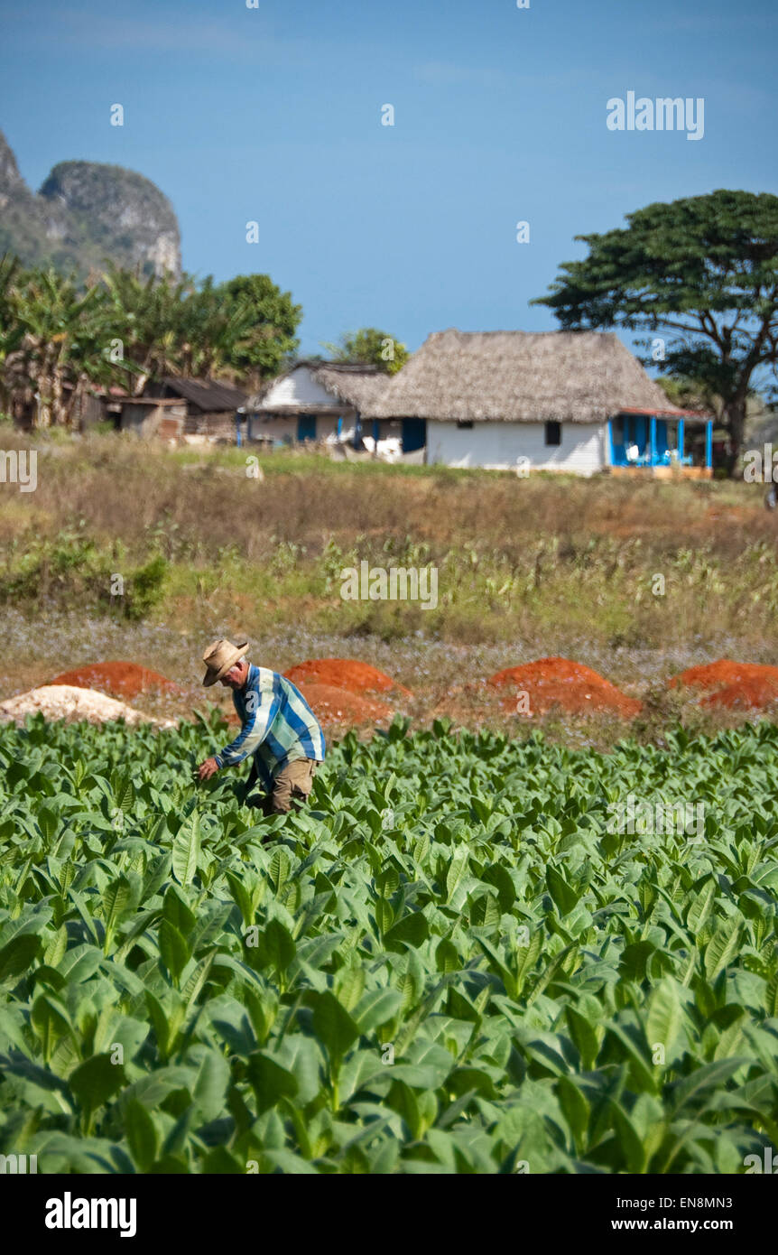 Vertical view of a farmer checking his tobacco crop in Vinales. Stock Photo